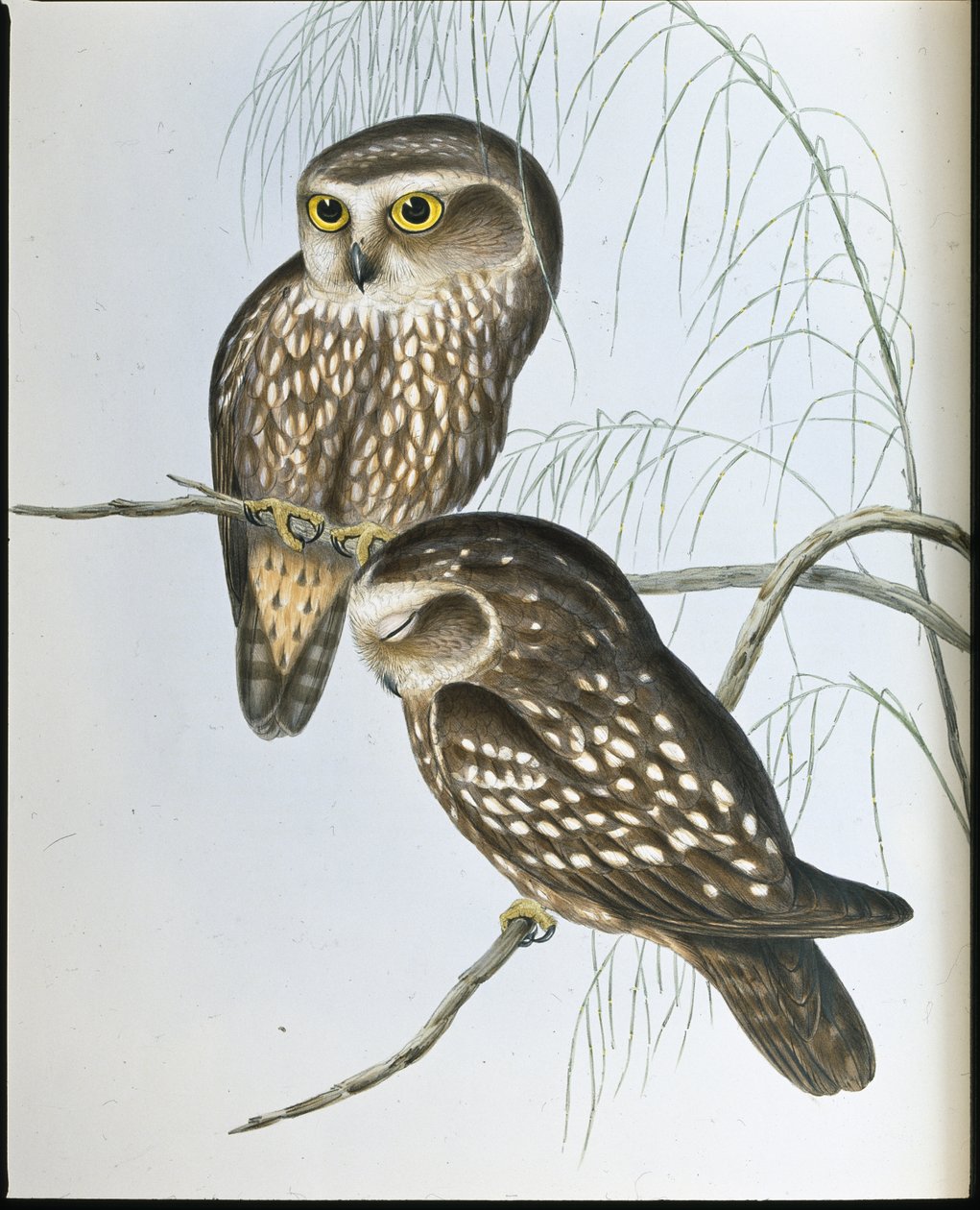 Fläckig uggla (Athene Maculata) (handfärgad litho) av John (after) Gould