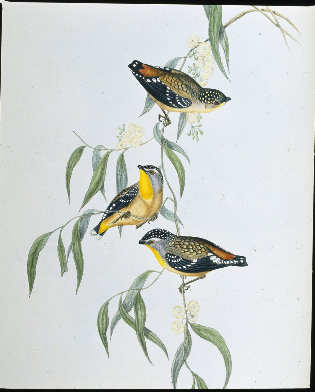 Fläckig pardalote (Pardalotus Punctatus) (handfärgad litho) av John (after) Gould