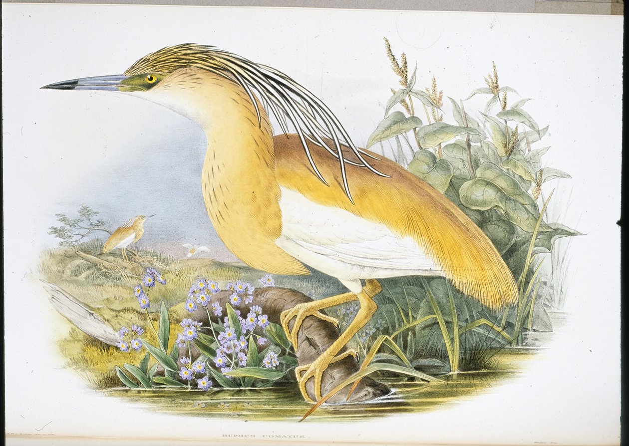Squacco Heron (Buphus Comatus) (handfärgad litho) av John (after) Gould
