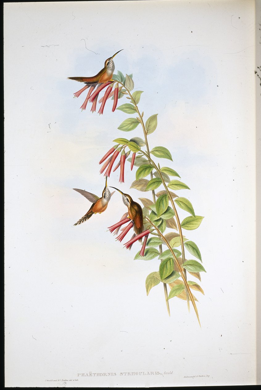 Stripe-throated eremit (Phaethornis Striigularis) (handfärgad litho) av John (after) Gould