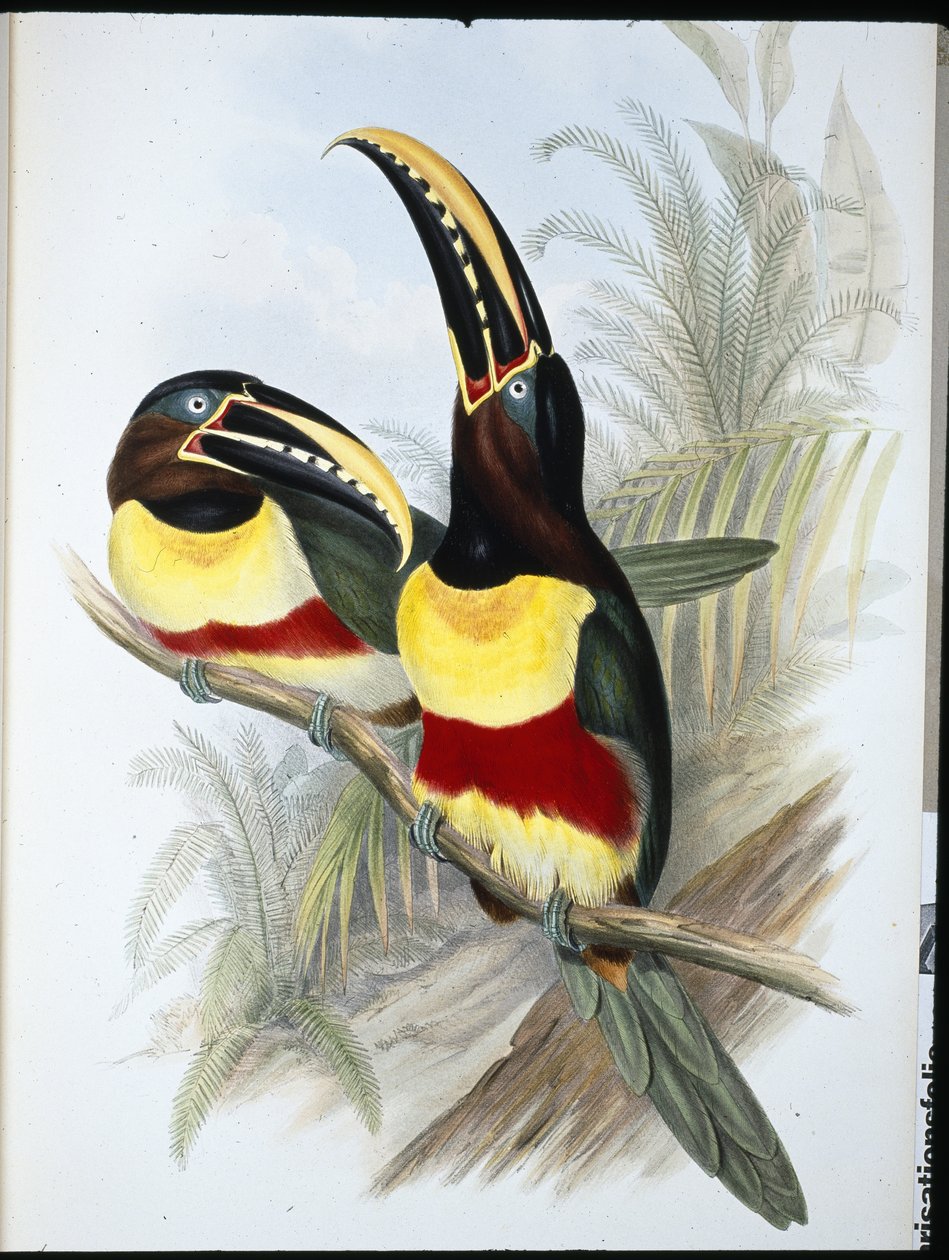 Svavel & vitbröst tukan (Ramphastos Vitellinus) (handfärgad litho) av John (after) Gould
