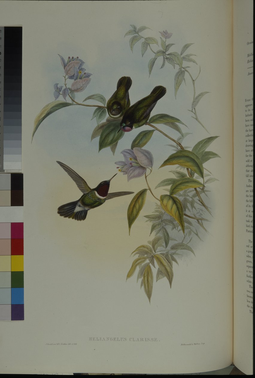Solängel (Heliangelus Clarisse) (handfärgad litho) av John (after) Gould