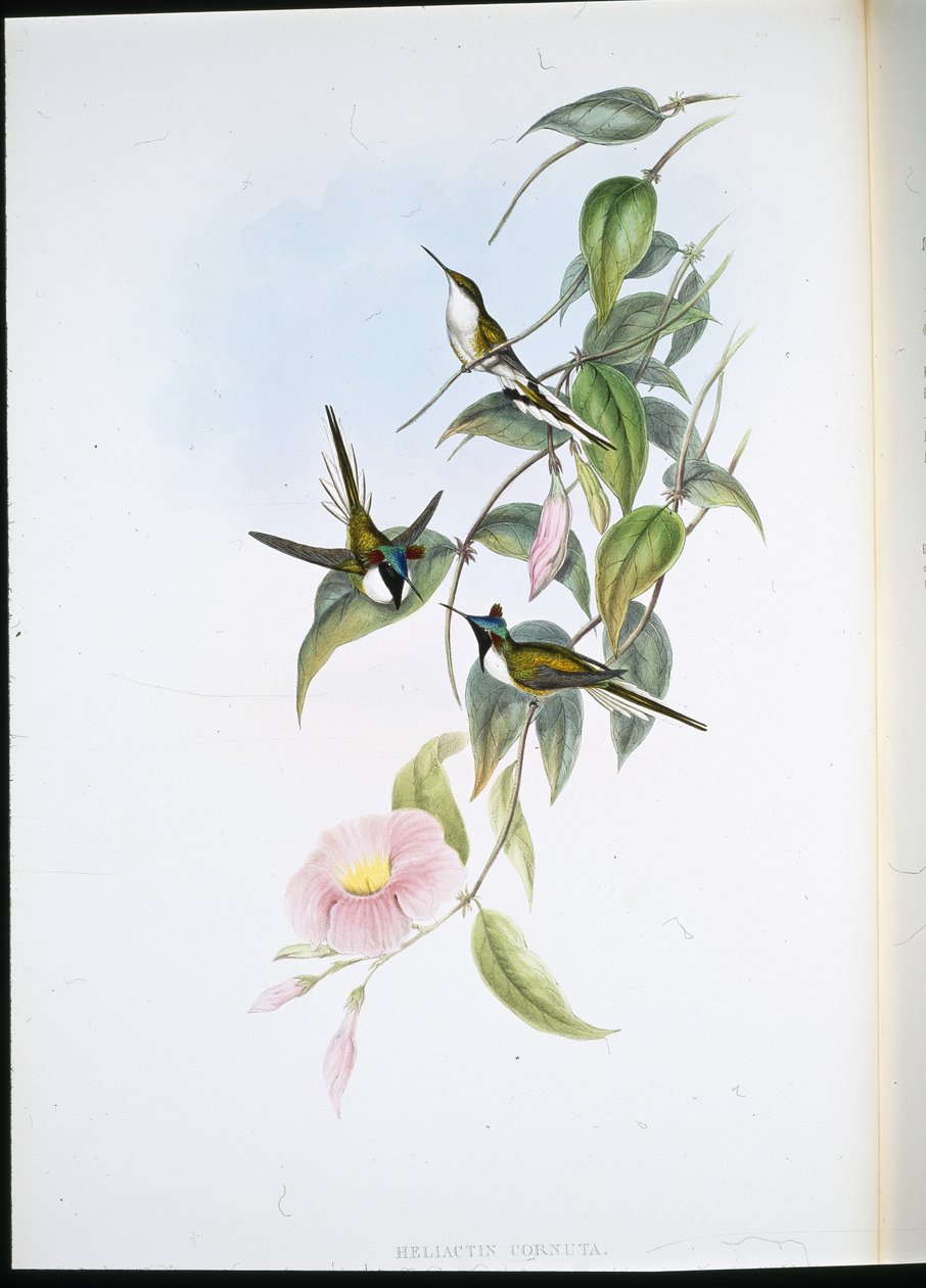 Sun Gem (Heliactin Cornuta) (handfärgad litho) av John (after) Gould