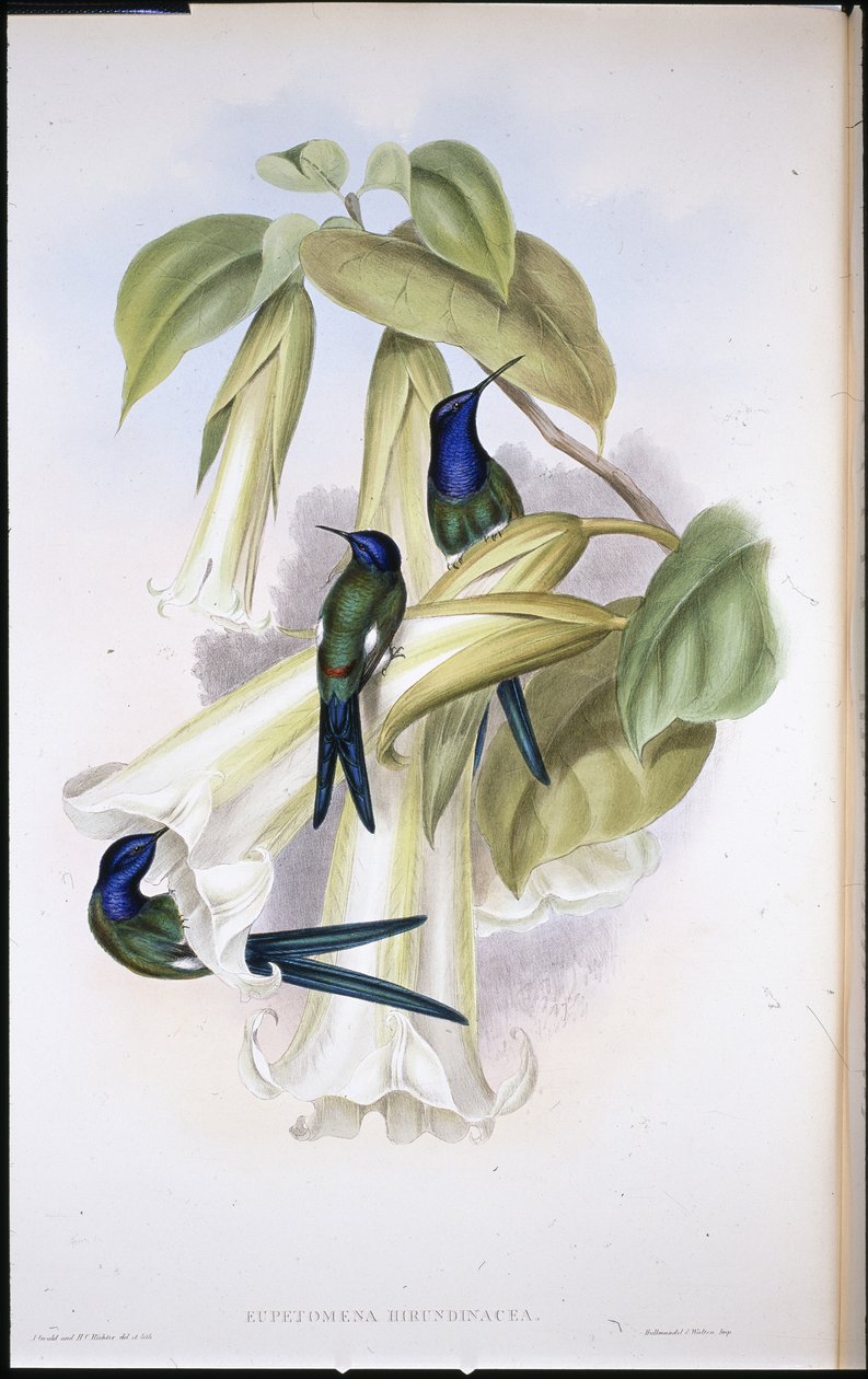 Svalstjärts Eupetomena Hirundinacea) (handfärgad litho) av John (after) Gould