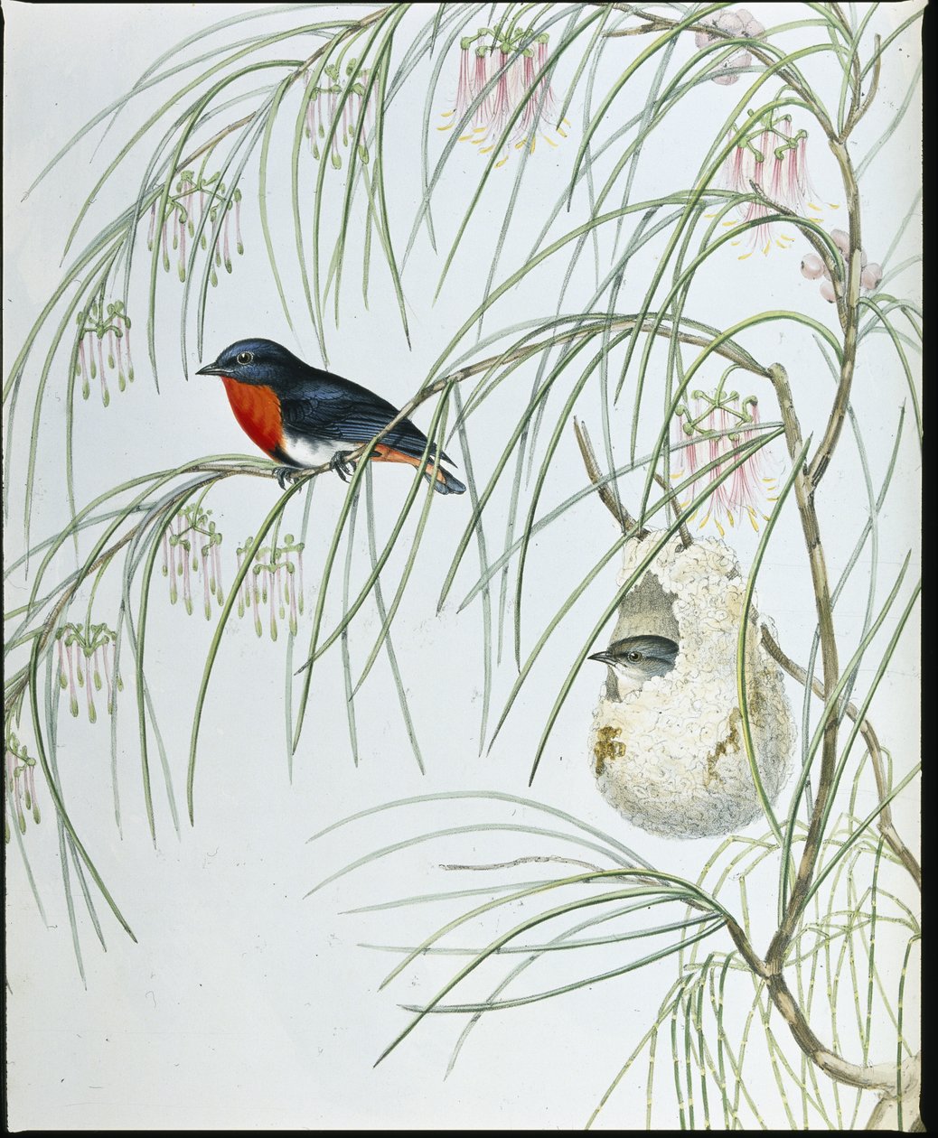 Swallow Dicaeum (handfärgade figurer) av John (after) Gould