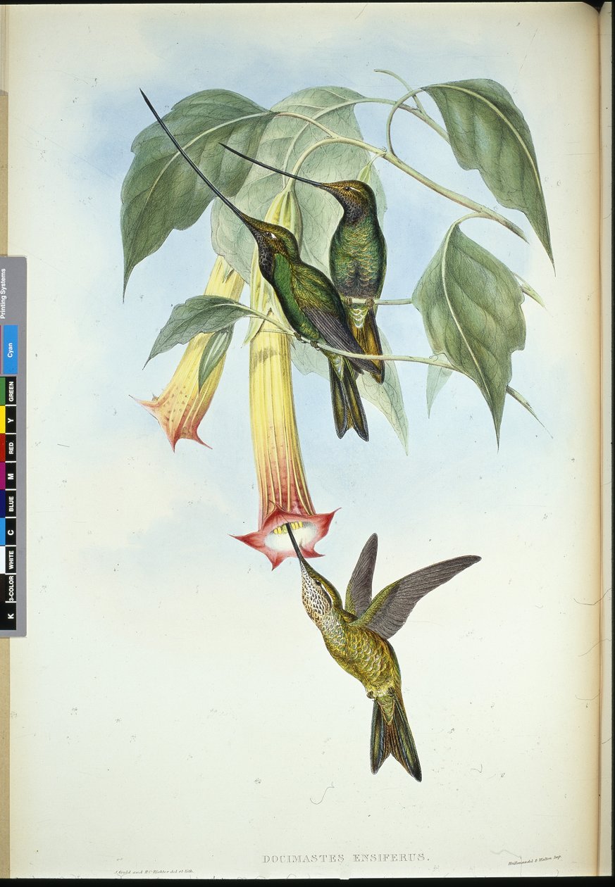 Svärdsnäbb (Docimastes Ensiferus) (handfärgad litho) av John (after) Gould