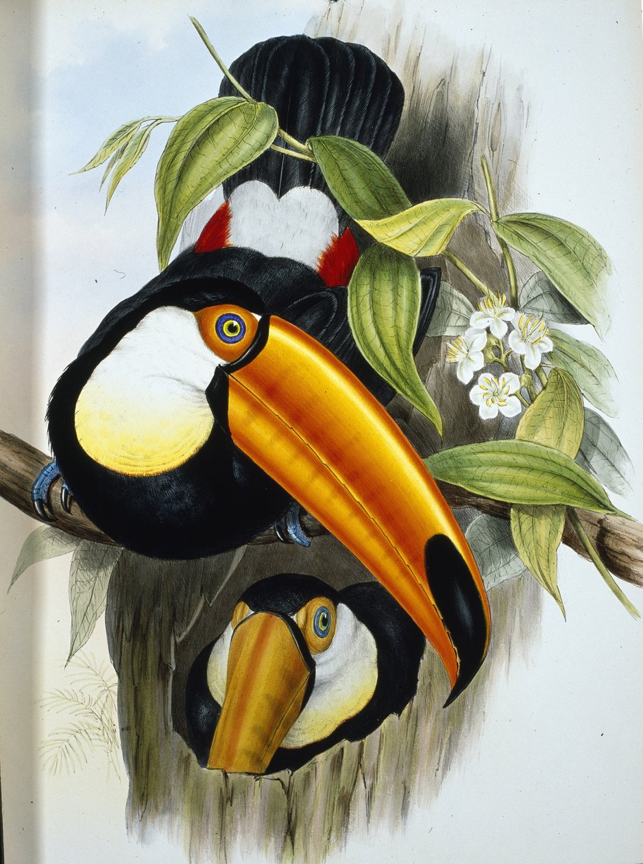 Toco Toucan (Ramphastos Toco) (手彩色リソ)スウェーデン語 av John (after) Gould