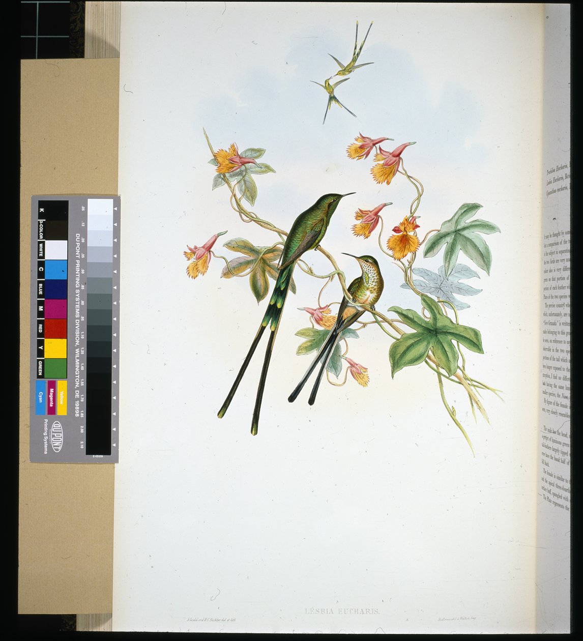 Tågbärare (lesbia eucharis) (handfärgad litho) av John (after) Gould