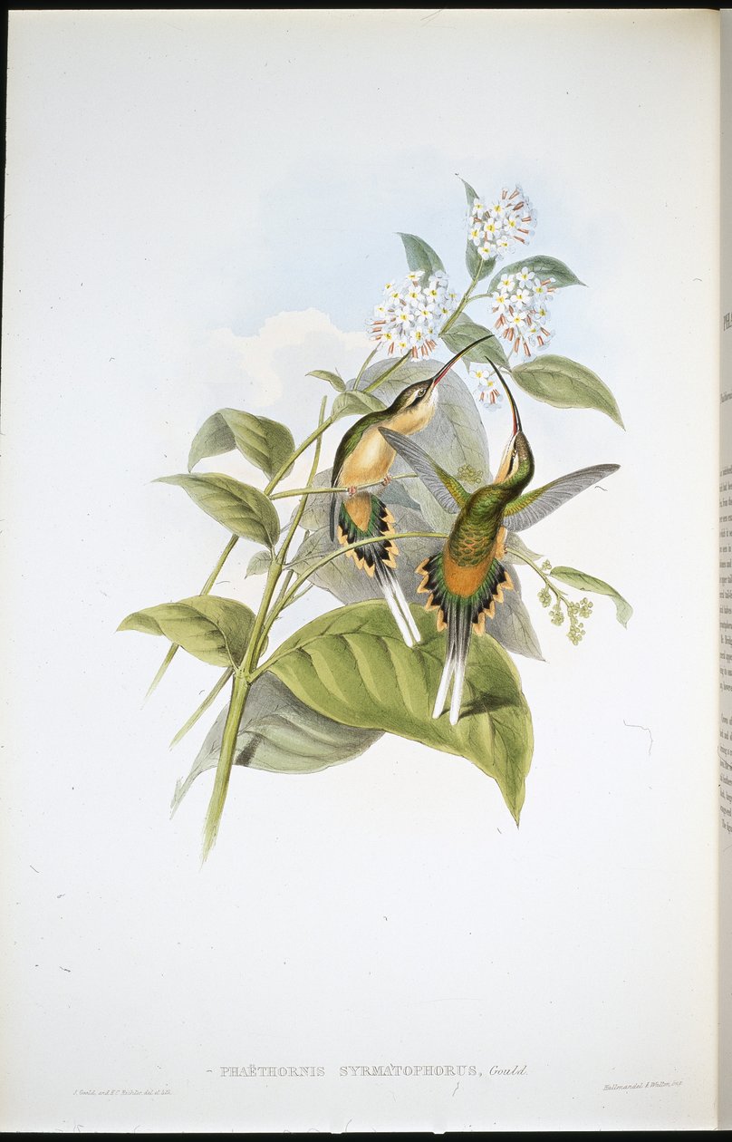 Tågbärande eremit (Phaethornis Syrmatophorus) (handfärgad litho) av John (after) Gould