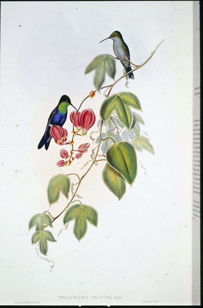 Tschudis Panoplites (Thalurania Tschudi) (handfärgad litho) av John (after) Gould