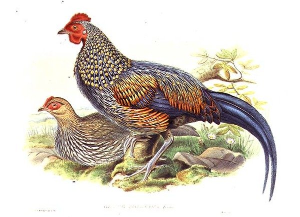 Två asiatiska fasaner (Gallus Sonneratii) graverade av konstnären och William Hart (1823-1894) (litho) av John (after) Gould