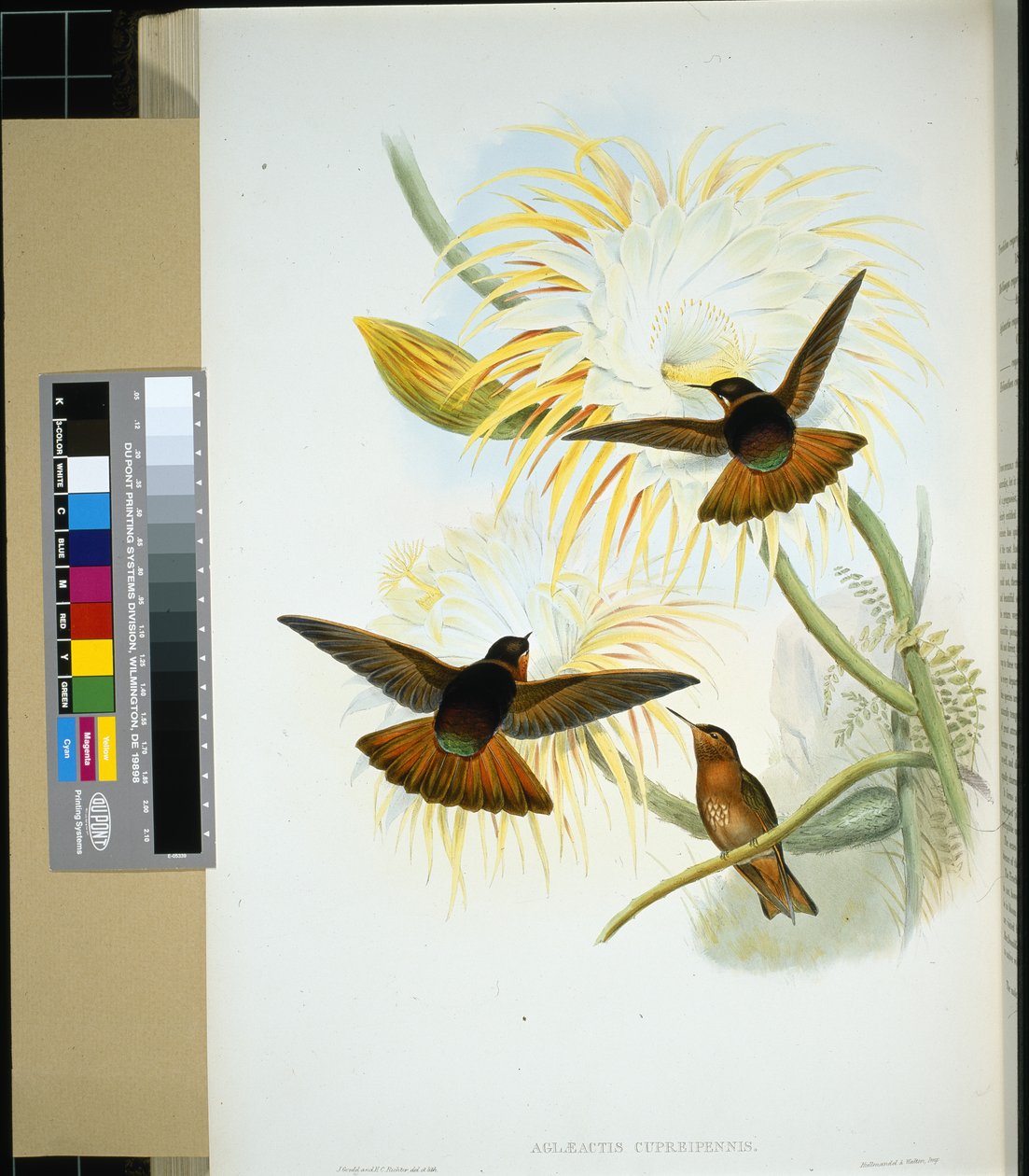 Venezuelansk Stenura (panychlora stenura) och (panychlora Russata) (handfärgad litho) av John (after) Gould