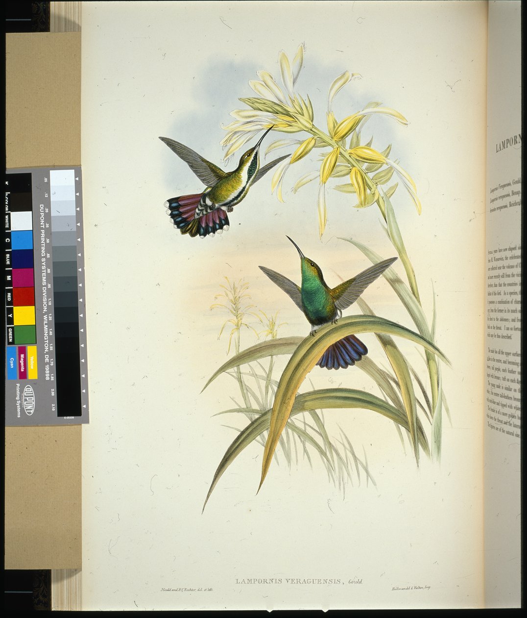 Veraguan Mango (lampornis veraguensis) (handfärgad litho) av John (after) Gould