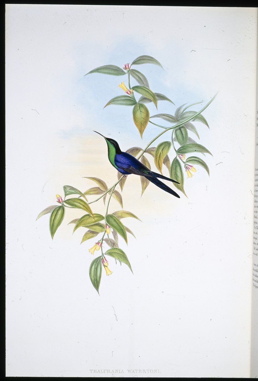 Watertons tränymf (Thalurania Watertoni) (handfärgad litho) av John (after) Gould