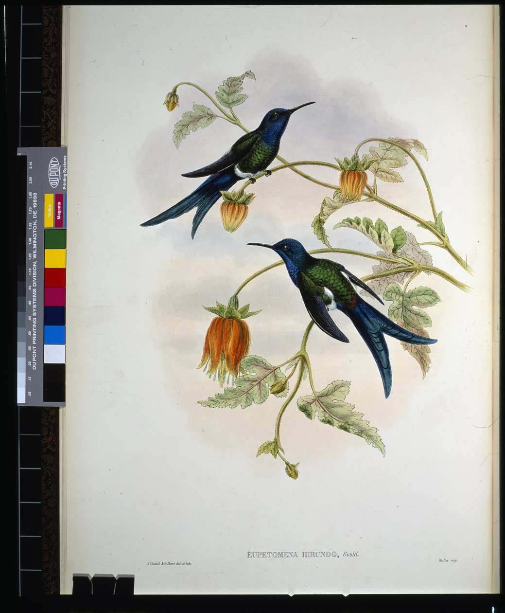 Western Swallow-tail (eupetomena hirundo) (handfärgad litho) av John (after) Gould