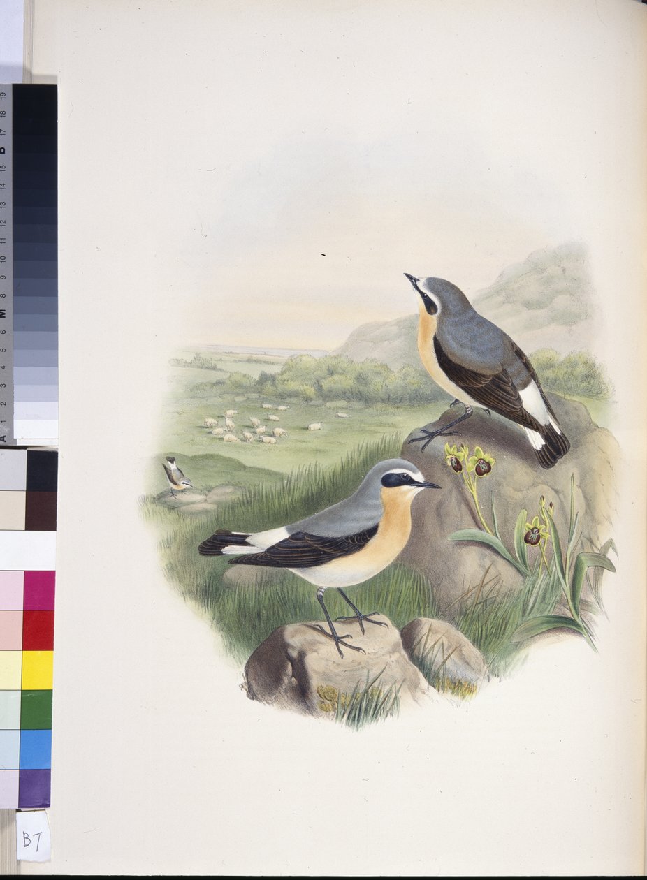 Vetear (Oenanthe oenanthe) (handfärgad litho) av John (after) Gould