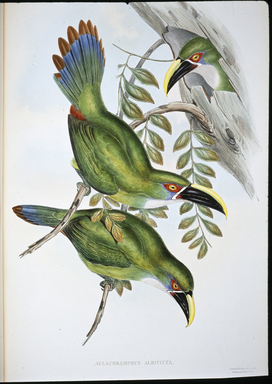 Vitbandad Groove-bill Toucan (Aulacoramphus Albivitta) (handfärgad litho) av John (after) Gould