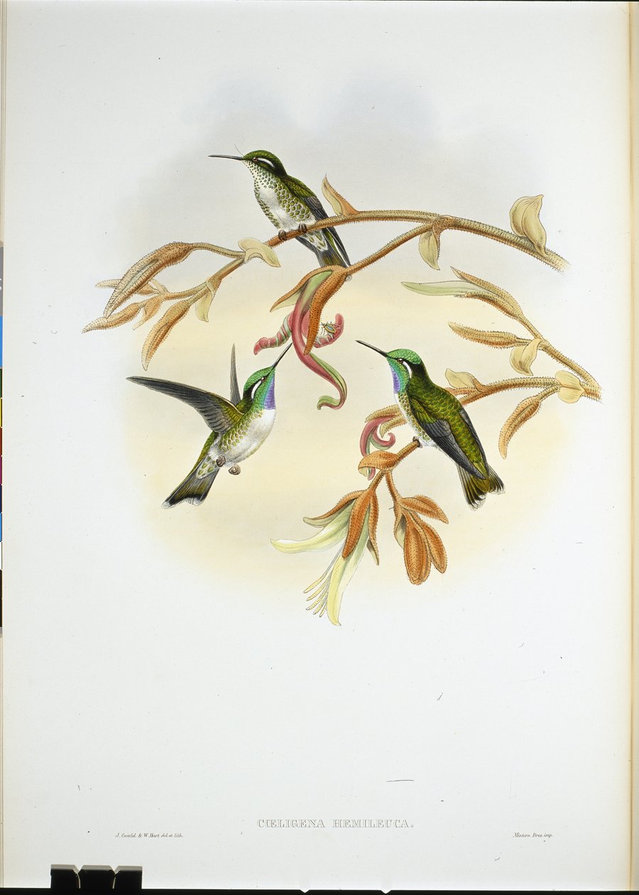 Vitbukad Cacique kolibri (Coeligena Hemileuca) (handfärgad litho) av John (after) Gould
