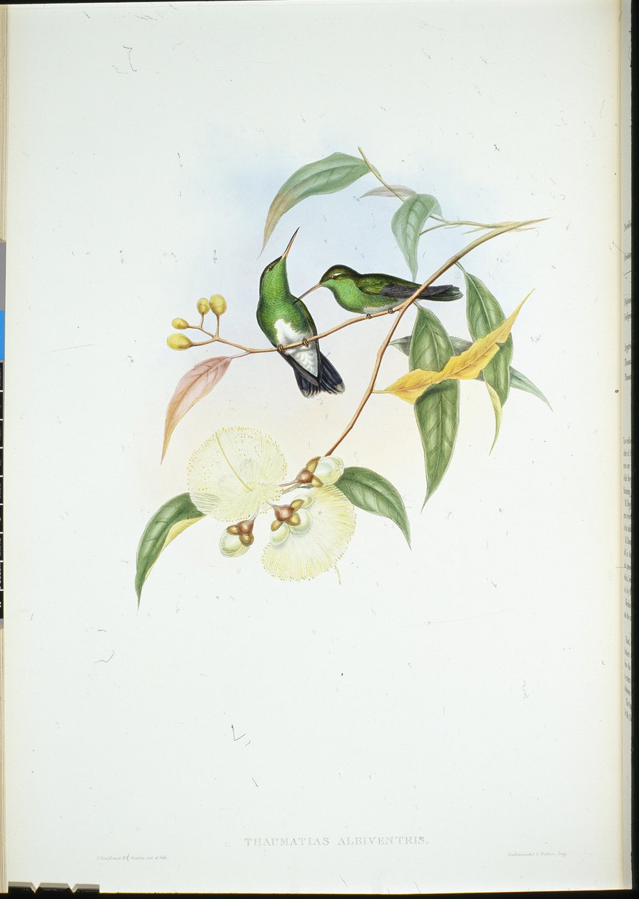 Vitbukig smaragd (Thaumatias Albiventris) (handkolorerad litho) av John (after) Gould