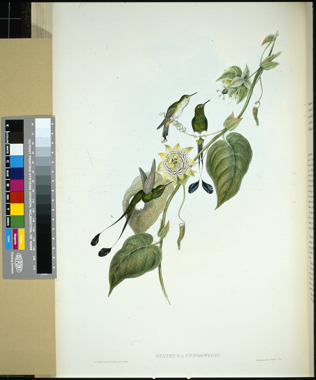 Vitstövlad Racket-tail (spathura Underwoodi) (handfärgad litho) av John (after) Gould