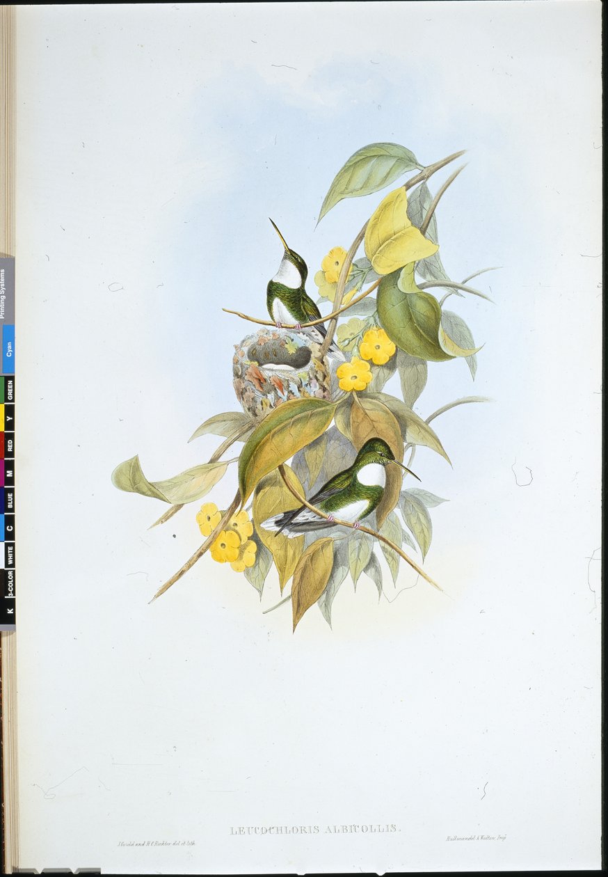Vitstrupe (Leucochloris Albicollis) (handfärgad litho) av John (after) Gould