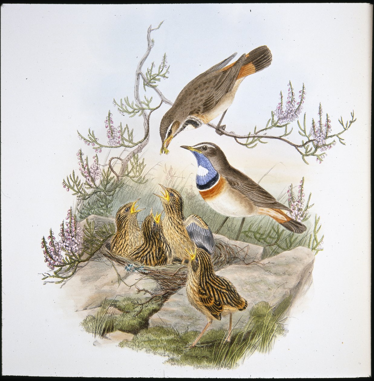 Blåbröst med vit hals (Cyanecula Leucocyana) (handfärgad litho) av John (after) Gould