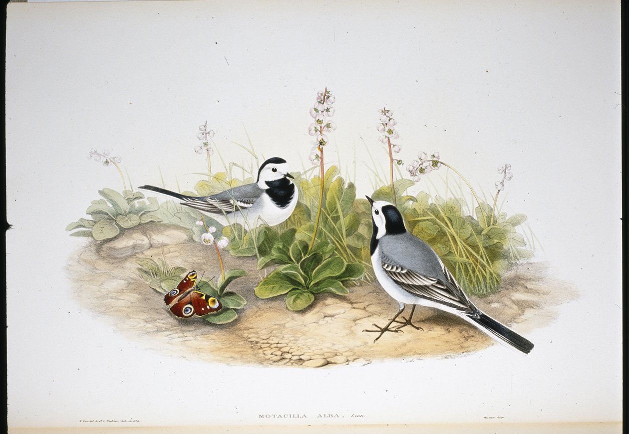Vit vipstjärt (Motacilla Alba) (handfärgad litho) av John (after) Gould