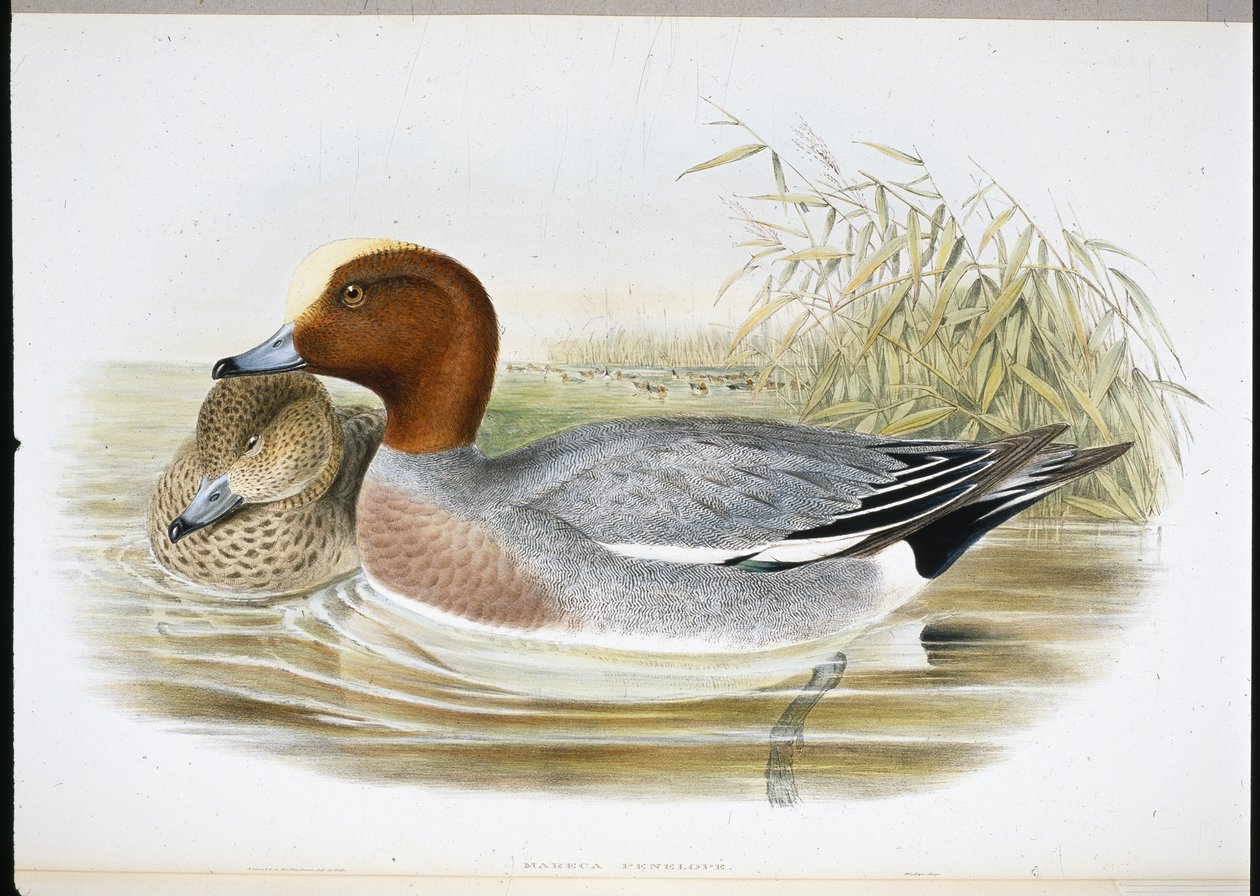 Widgeon (Mareca Penelope) (handfärgad litho) av John (after) Gould