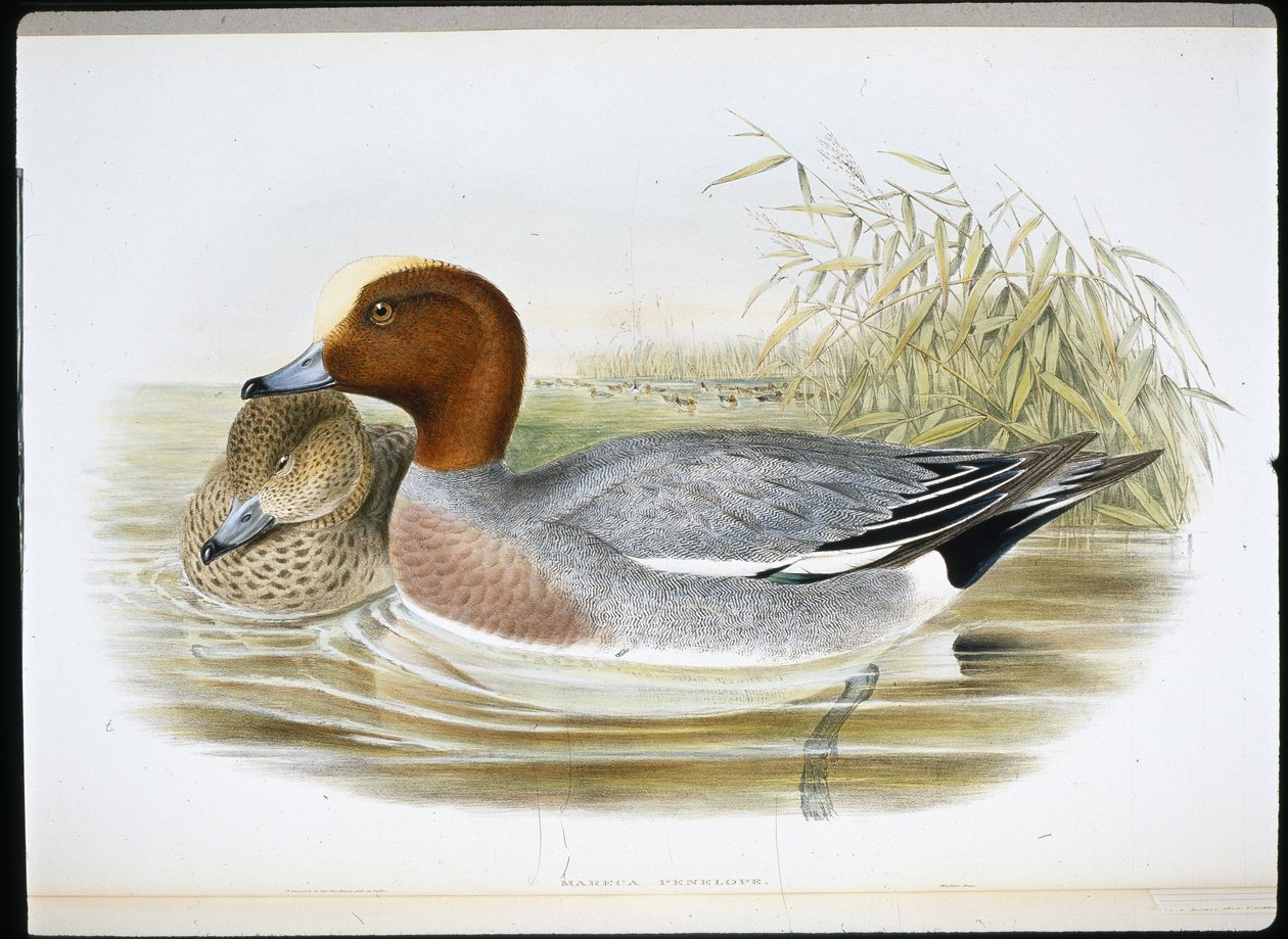 Widgeon (Mareca Penelope) (handfärgad litho) av John (after) Gould