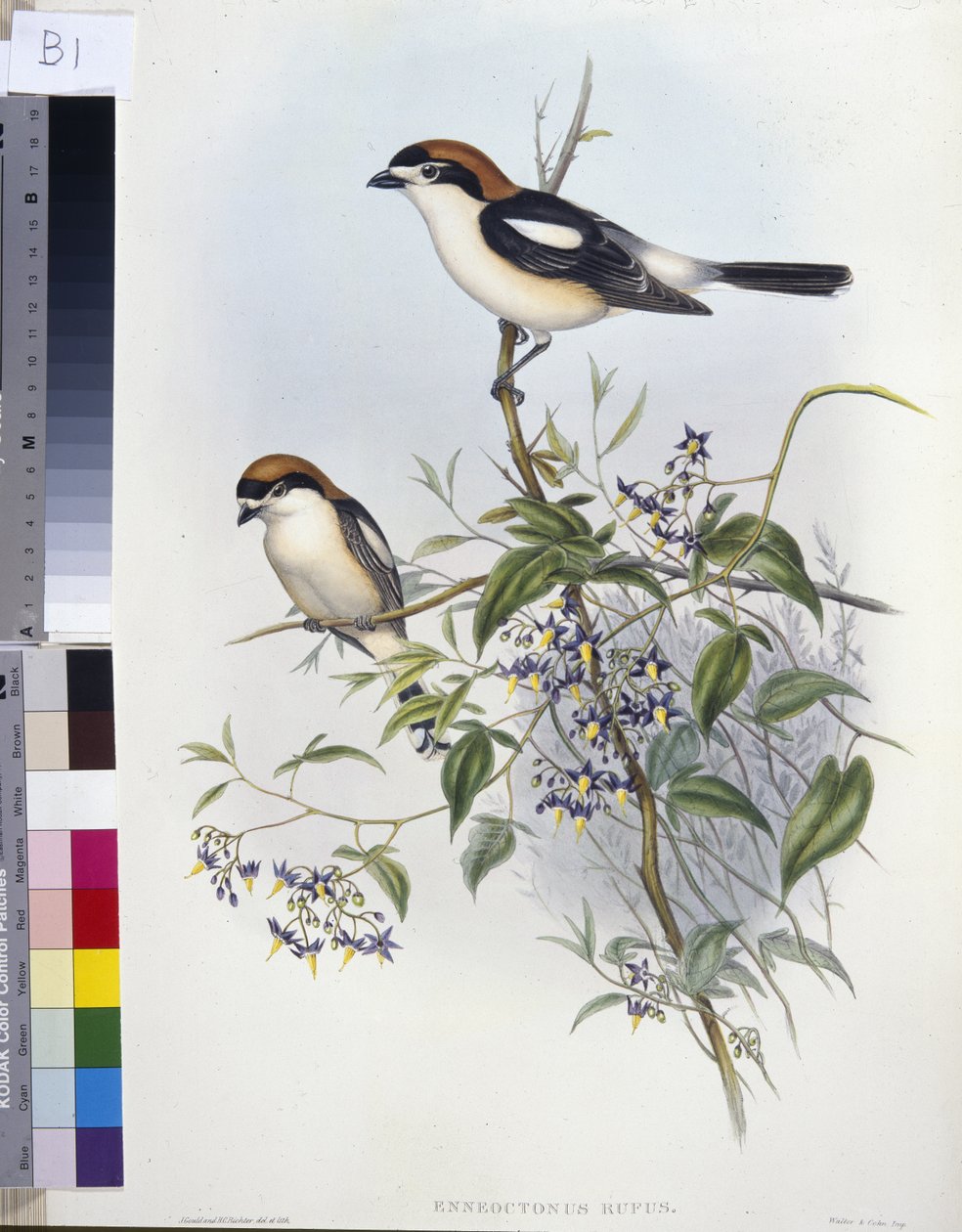 Träsnattskrike (Enneoctonus Rufus) (handfärgad litho) av John (after) Gould