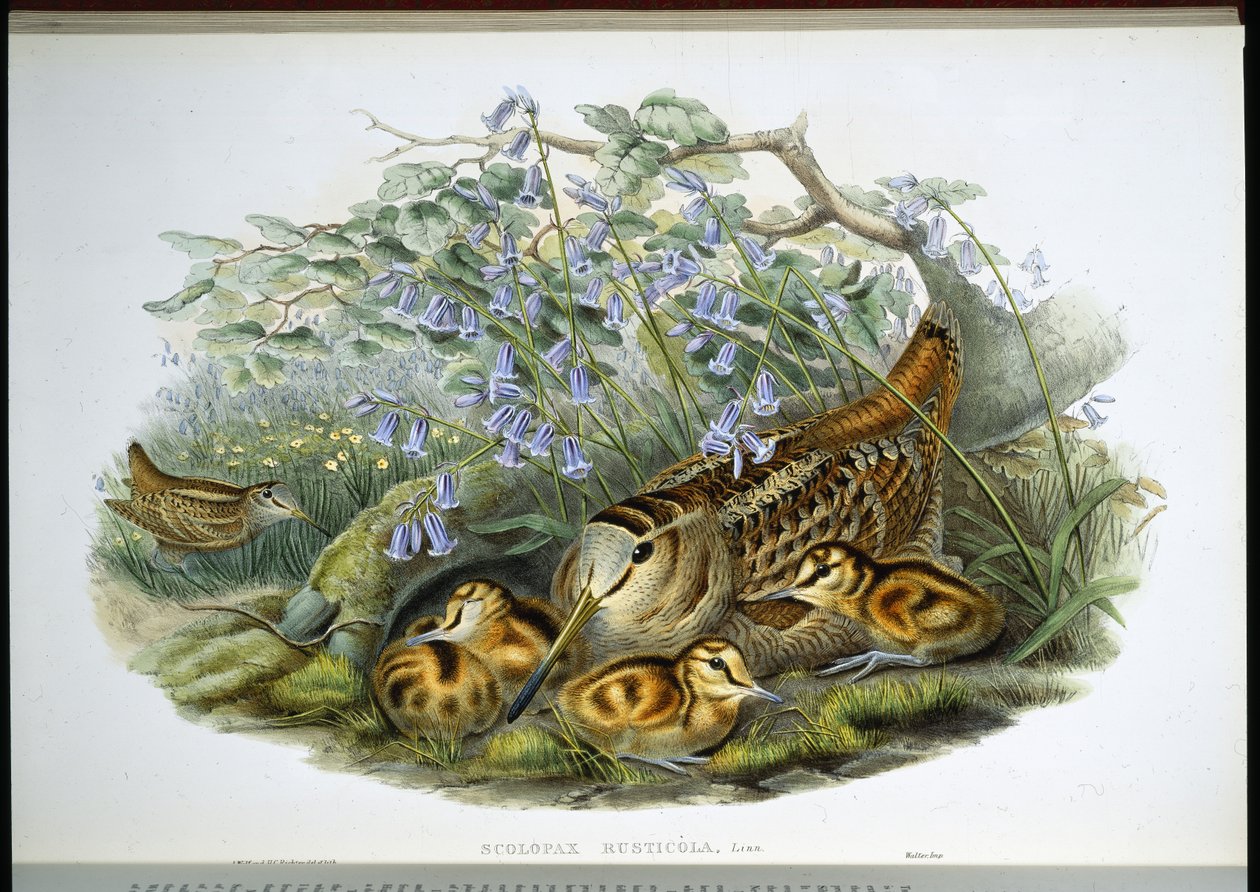 Woodcock (Scolopax Rusticola) (handfärgad litho) av John (after) Gould