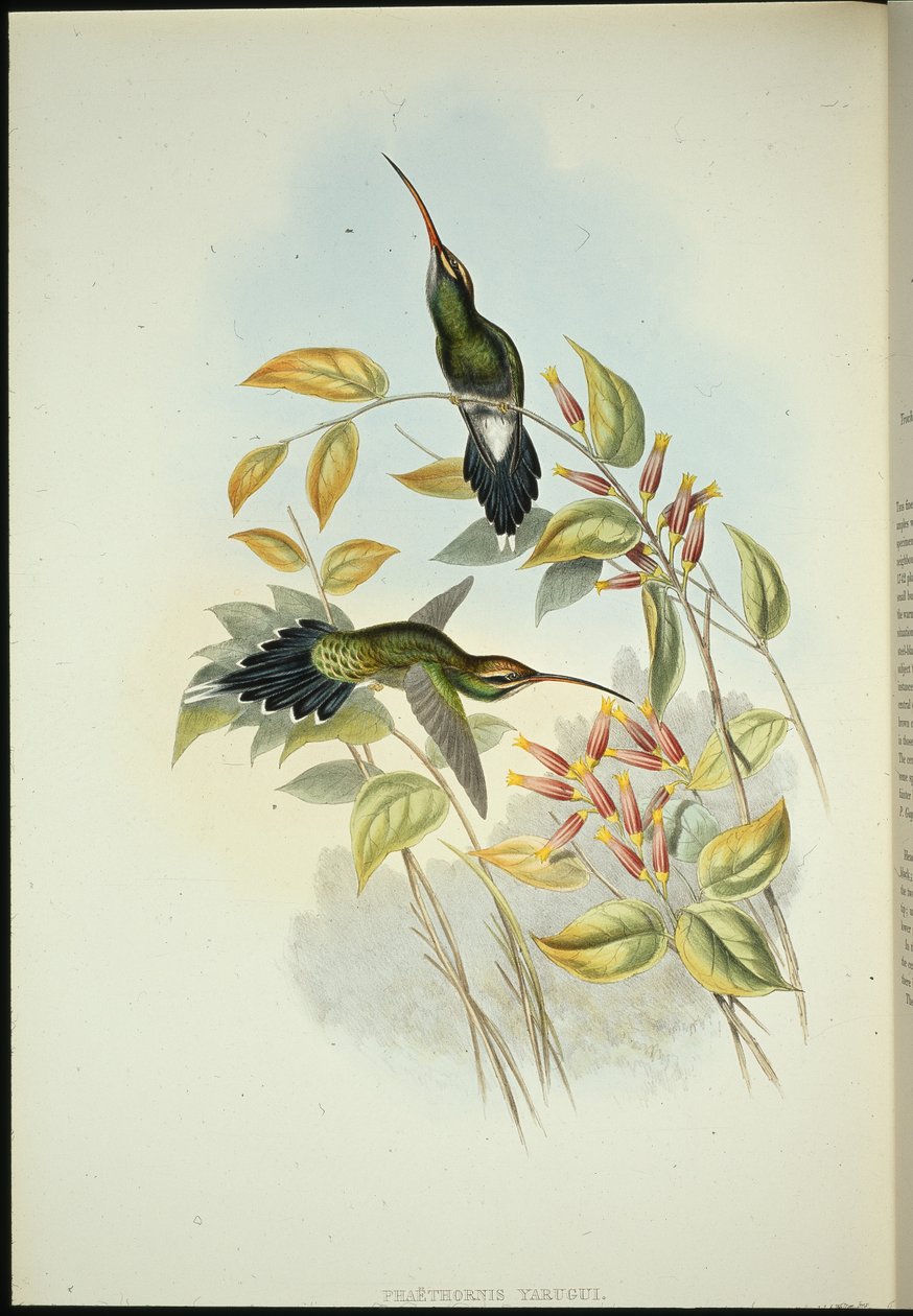 Yarquian Eremit (Phaerthornis Yarugui) (handfärgad litho) av John (after) Gould