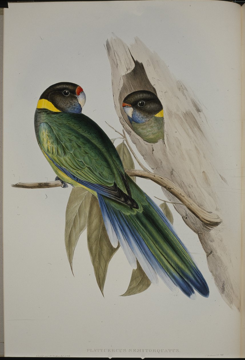 Gulkragad parakit (Platycercus Semitorquatus) (handfärgad litho) av John (after) Gould