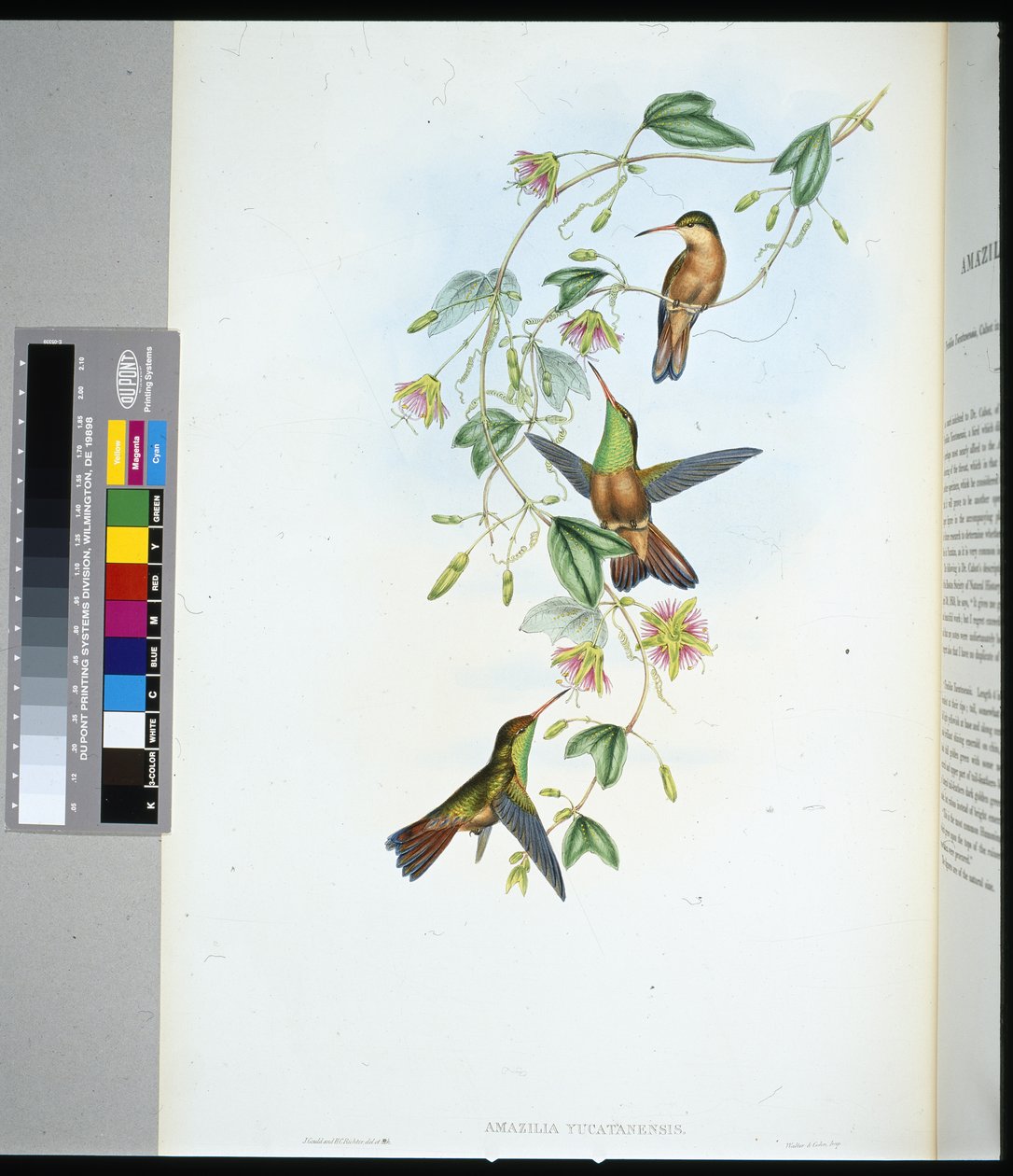 Yucatan Amazili (amazilia yucatanensis) (handfärgad litho) av John (after) Gould