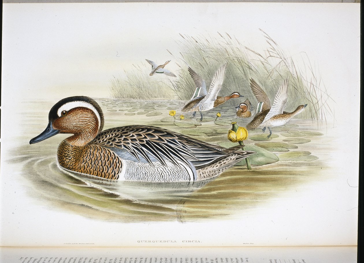 Querquedula Circia (handfärgad litho) av John (after) Gould
