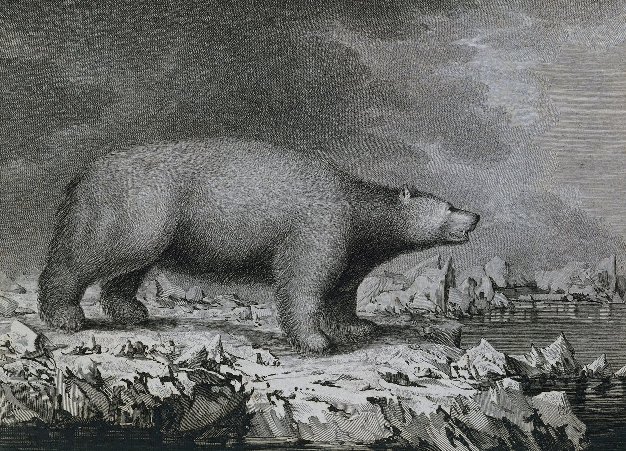 Isbjörn, gravyr av Peter Mazel efter teckning av John Webber (1750-1793) gjord under James Cooks tredje resa av John (after) Webber