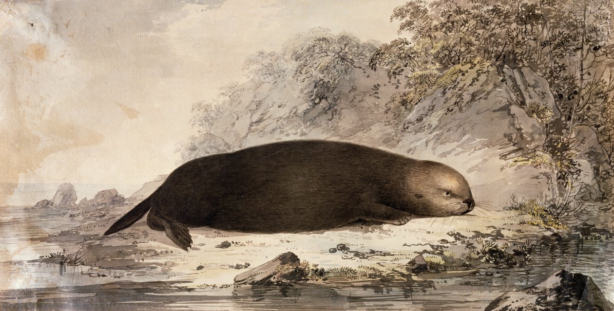 Sea Otter, gravyr efter teckning av John Webber (1750-1793) gjord under James Cooks tredje resa av John (after) Webber