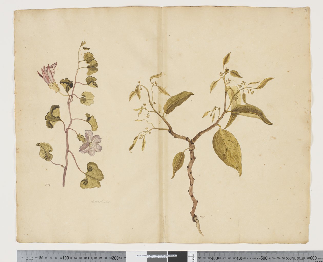 F.13 Ipomea Pes, get; Celtis paniculata, ca 1790-95 (akvarell och bläck på papper) av John (attr. to) Doody