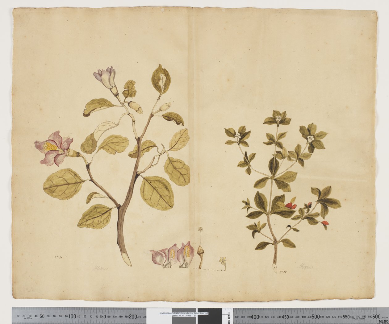 F.15 Lagunaria Patersonia; Alyxia gynopogon, ca 1790-95 (akvarell och bläck på papper) av John (attr. to) Doody