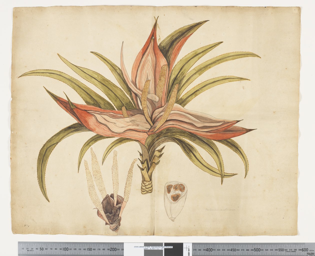 F.1 Freycinetia baueriana, ca 1790-95 (akvarell och bläck på papper) av John (attr. to) Doody