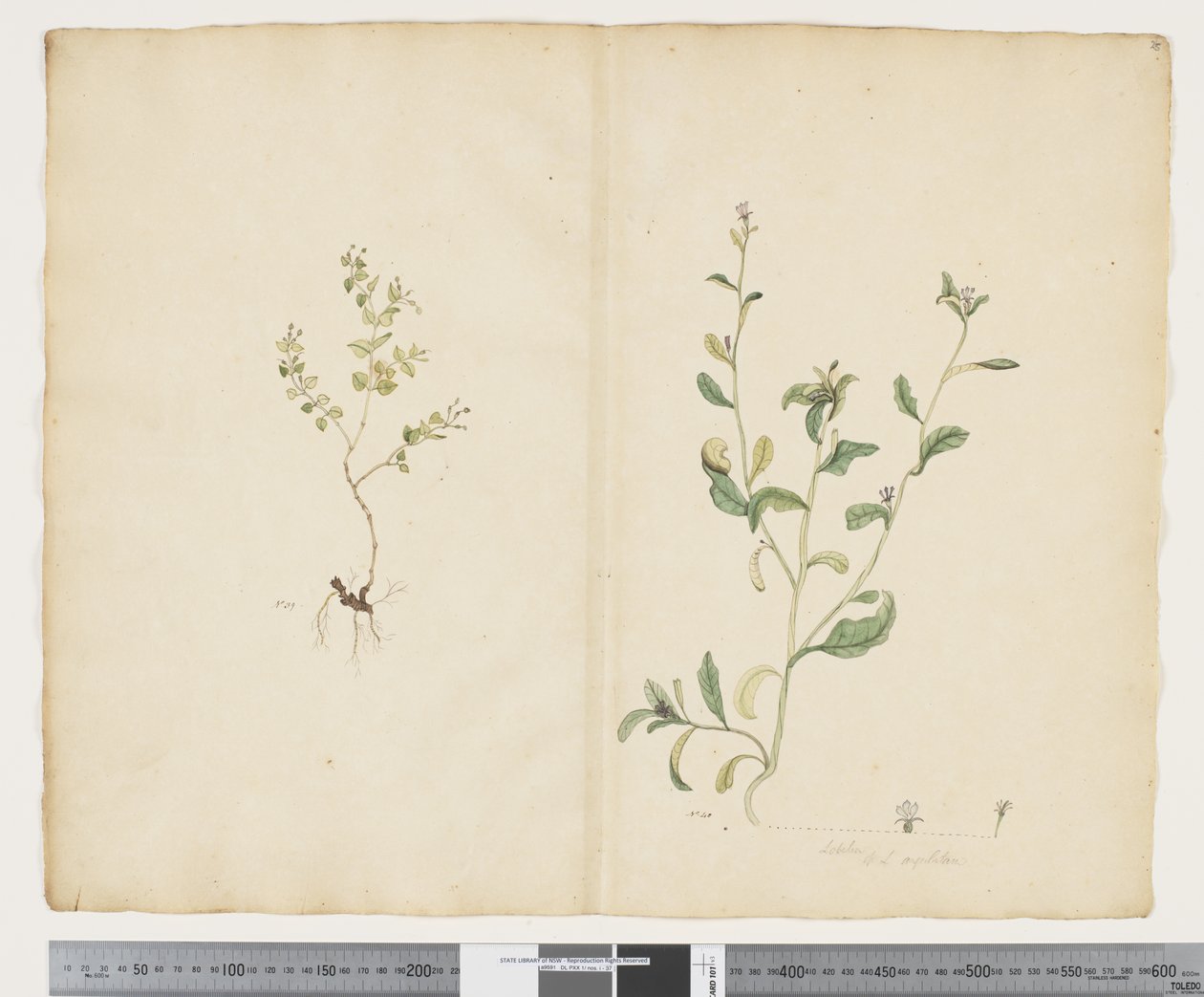 F.25 Euphorbia sparrmannii; Lobelia alata, ca 1790-95 (akvarell och bläck på papper) av John (attr. to) Doody