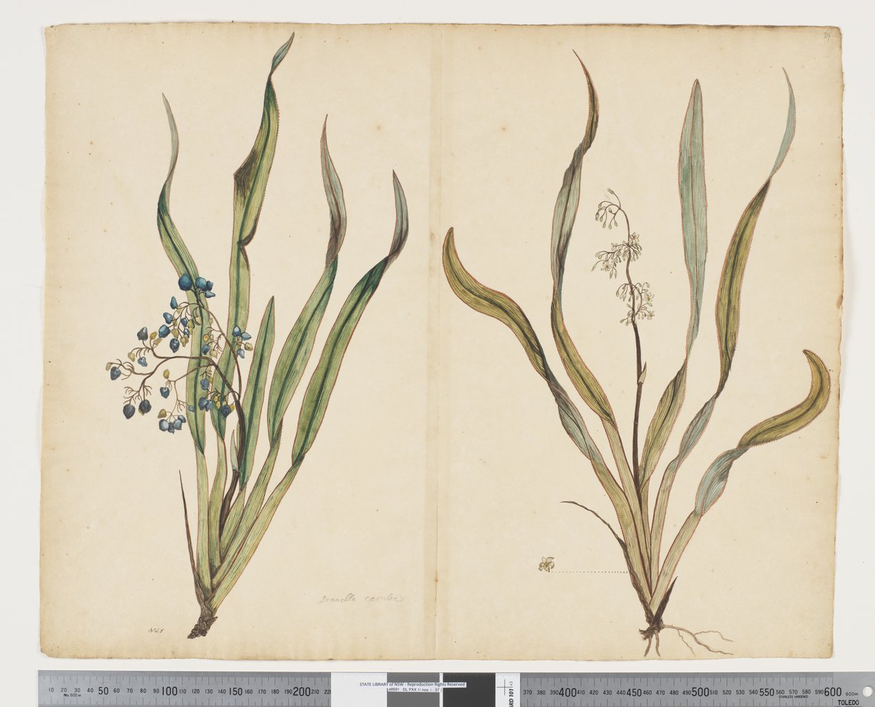 F.29 Dianella intermedia, ca 1790-95 (akvarell och bläck på papper) av John (attr. to) Doody