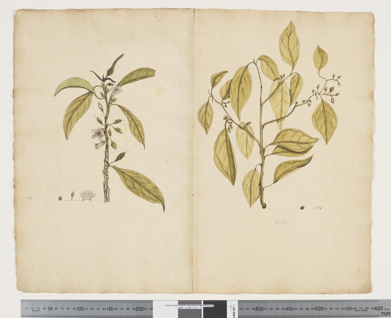 F.2 mörk närsynthet; Celtic paniculate, ca 1790-95 (akvarell och bläck på papper) av John (attr. to) Doody