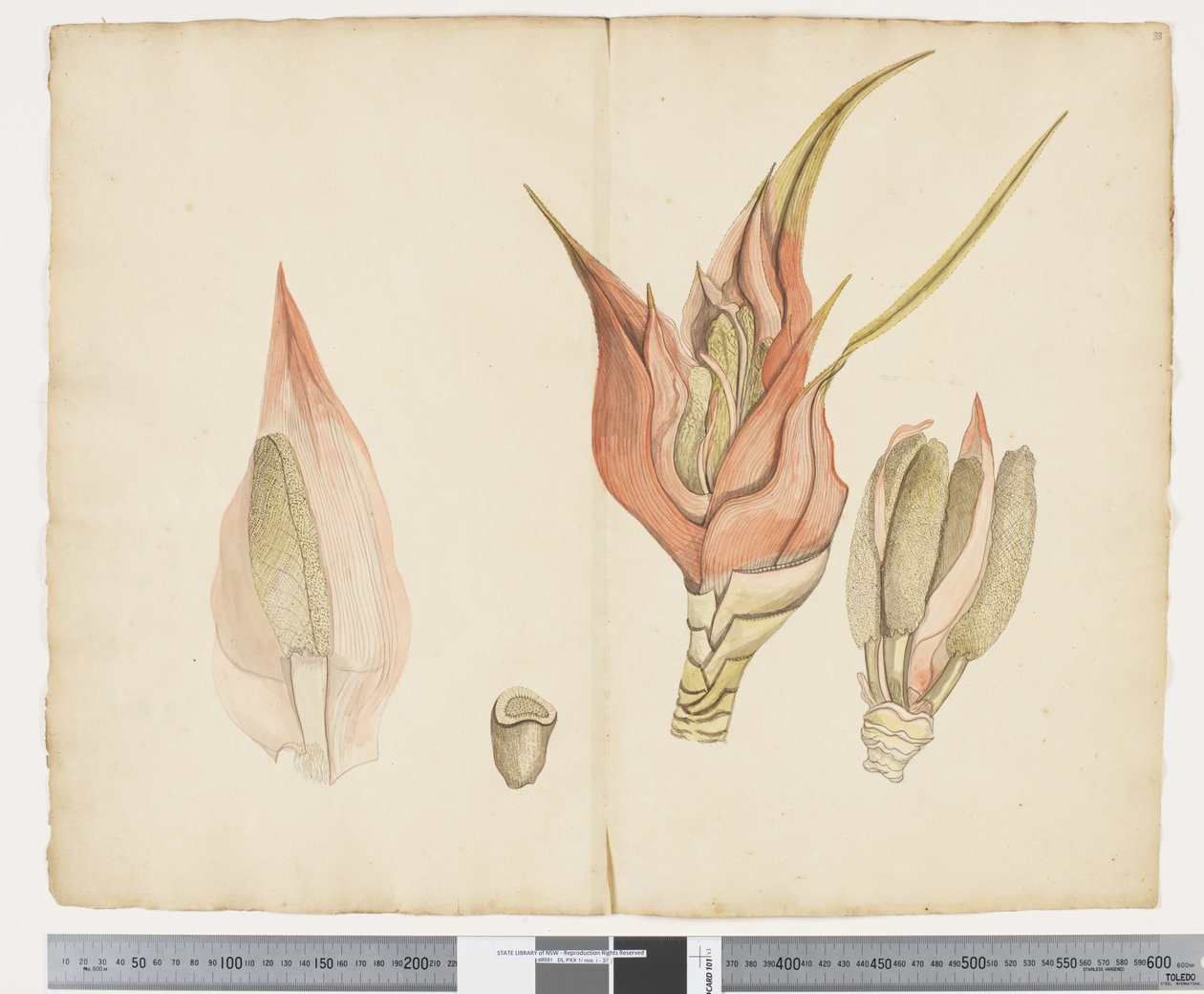 F.33 Freycinetia baueriana, c.1790-95 (bläck och akvarell på papper) av John (attr. to) Doody