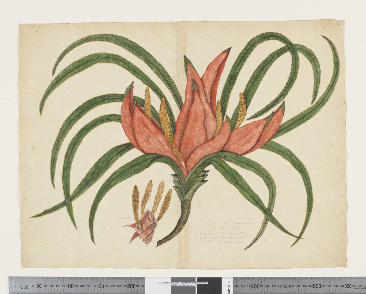 F.36 Freycinetia baueriana, c.1790-95 (akvarell och bläck på papper) av John (attr. to) Doody