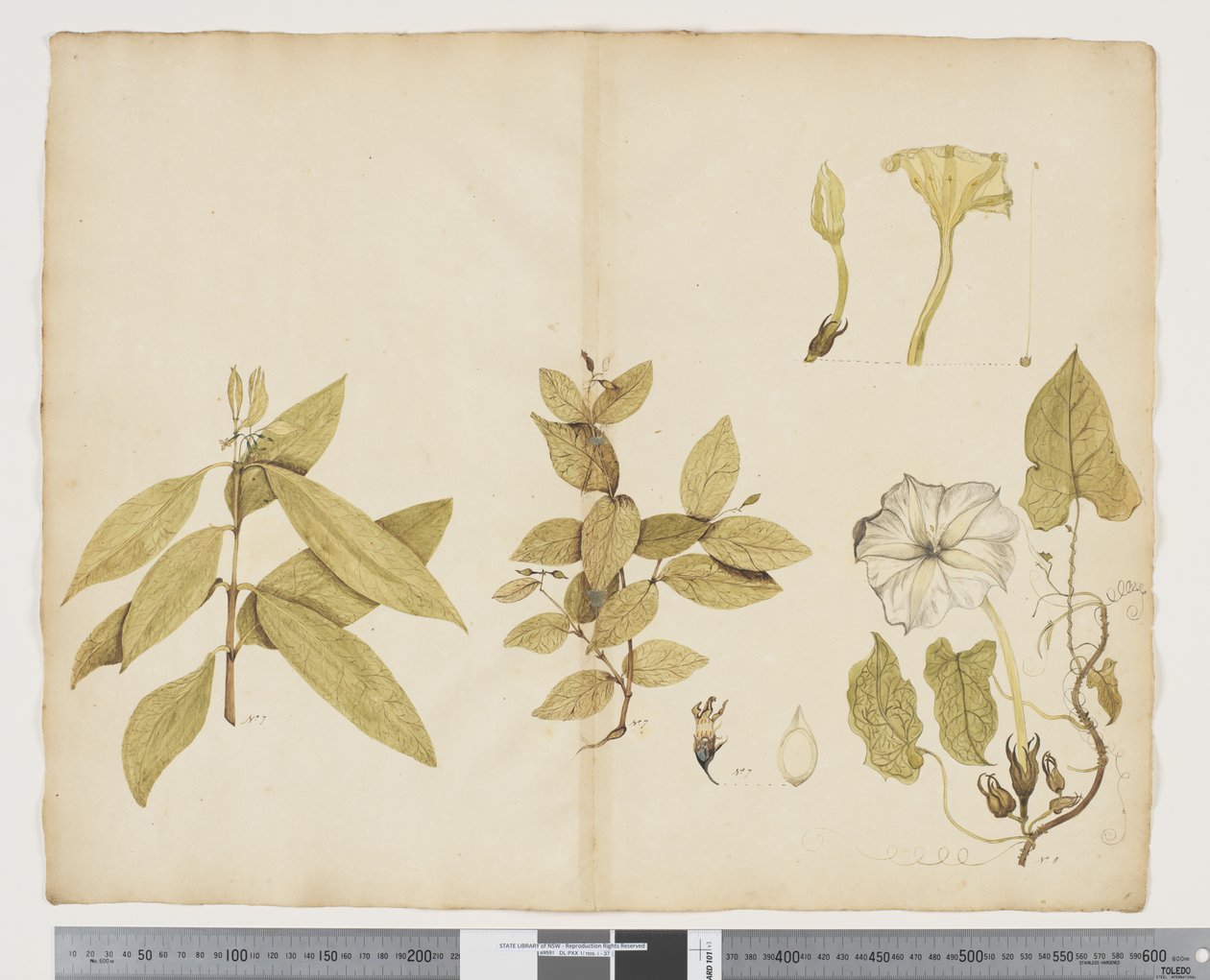 F.6 Wikstroemia Australis; Ipomea, ca 1790-95 (akvarell och bläck på papper) av John (attr. to) Doody