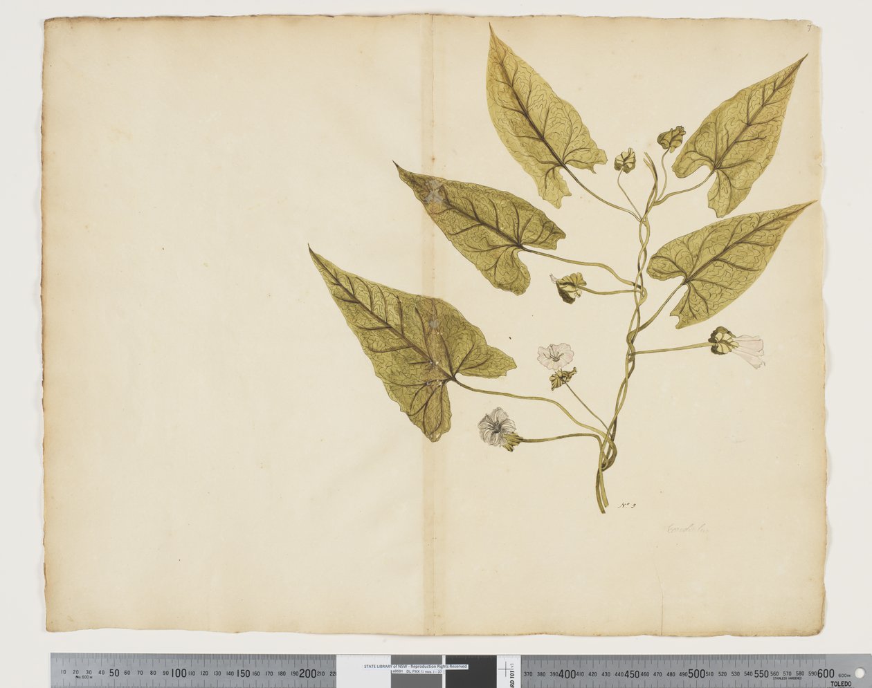 F.7 Calystegia affinis, ca 1790-95 (akvarell och bläck på papper) av John (attr. to) Doody