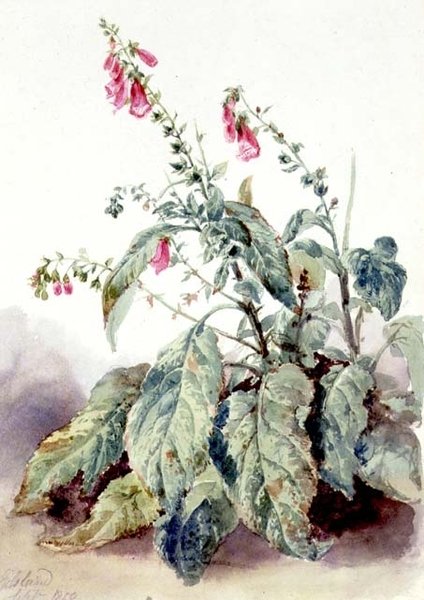 Foxgloves av John Adam P. Houston