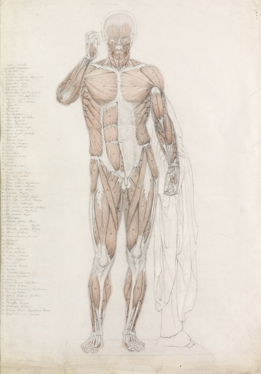 Anatomisk studie: mänsklig muskulatur, i Contrapposto av John Bathe