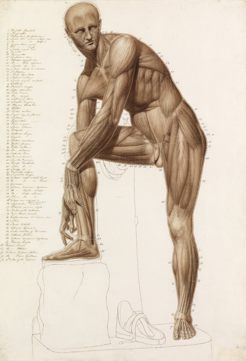 Anatomisk studie: mänsklig muskulatur i Praxiteles ställning" "Hermes fäster sin sandal" av John Bathe
